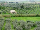 Olive trees photos Tuscany italy