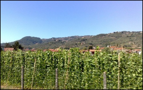 Vineyards Tuscany Photo - vineyards italy