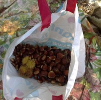 Picking chestnuts