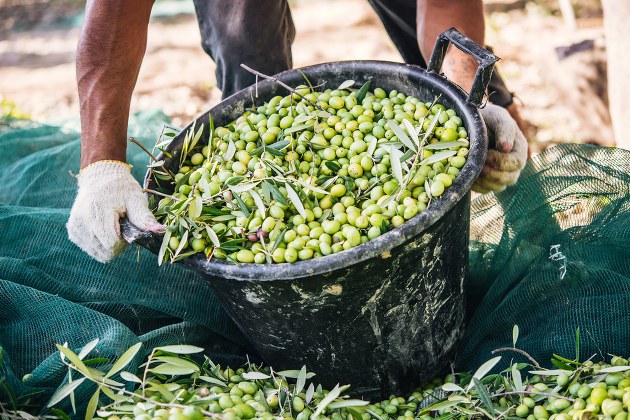 Olive picking season in Italy - Italian olive oil